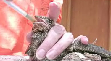 bird-rescue